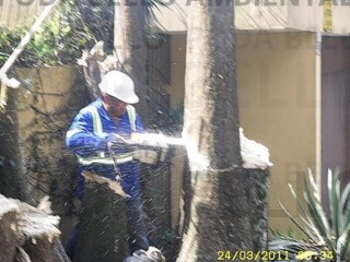 Corte e Poda de rvore Limpeza de terreno jardim coqueiro Campo Limpo Servicos especializados no [***] 