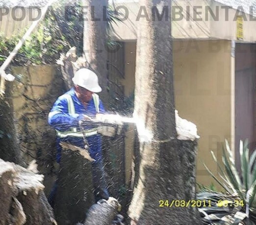 corte-e-poda-de-rvore-limpeza-de-terreno-jardim-coqueiro-campo-limpo-servicos-especializados-no-319797803-big-0