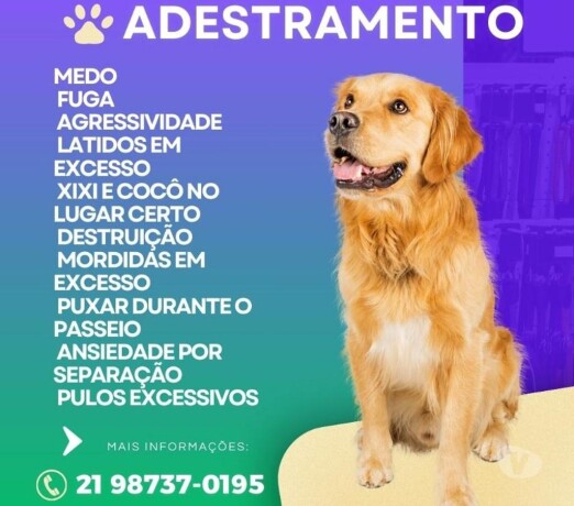 adestramento-de-ces-teresopolis-rj-pet-shops-e-veterinrios-teresopolis-rj-no-327875255-big-0